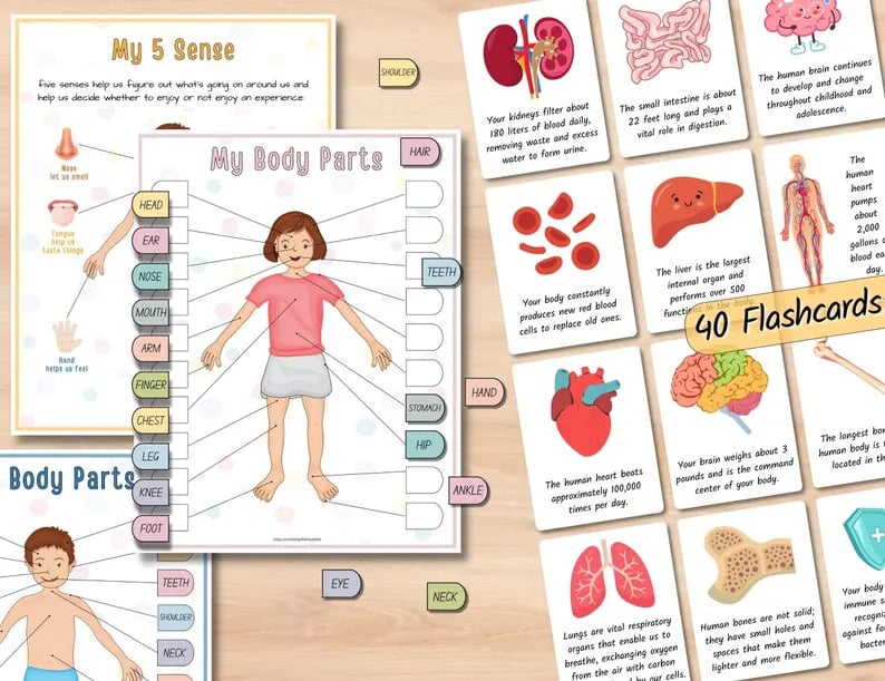 Menschliche Anatomie Fleißiges Buch🔥KAUFEN SIE 2 GRATIS VERSAND