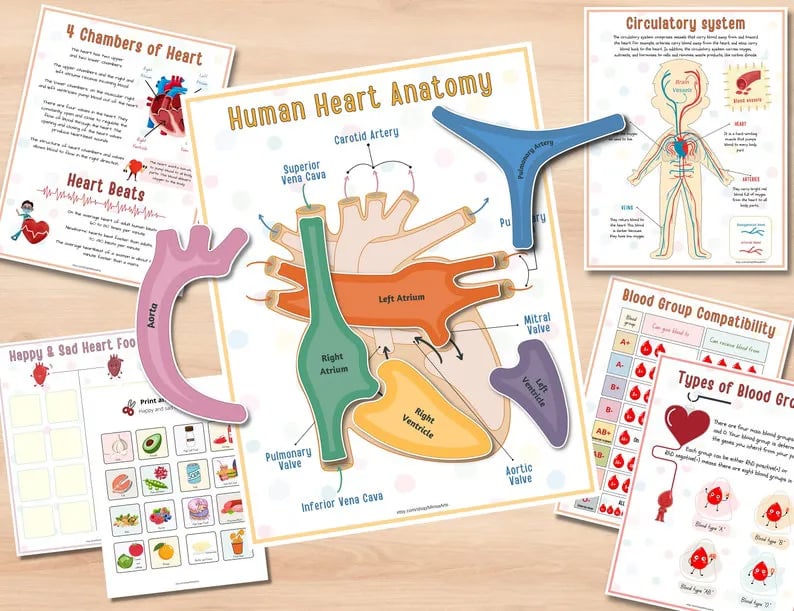 Menschliche Anatomie Fleißiges Buch🔥KAUFEN SIE 2 GRATIS VERSAND