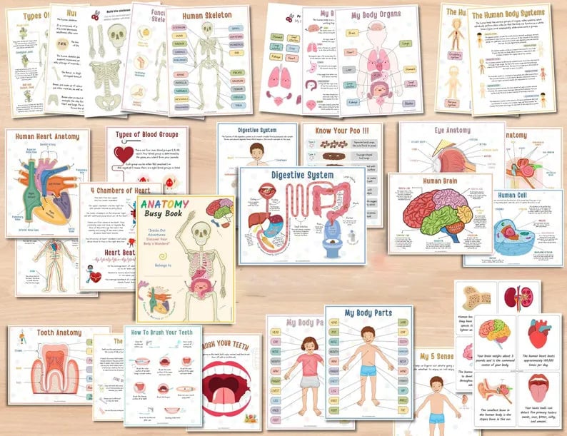 Menschliche Anatomie Fleißiges Buch🔥KAUFEN SIE 2 GRATIS VERSAND