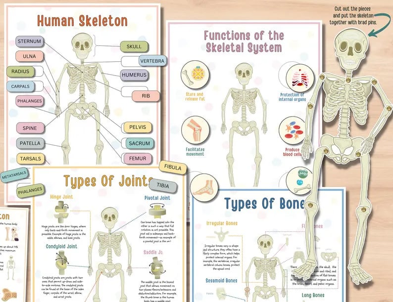 Menschliche Anatomie Fleißiges Buch🔥KAUFEN SIE 2 GRATIS VERSAND