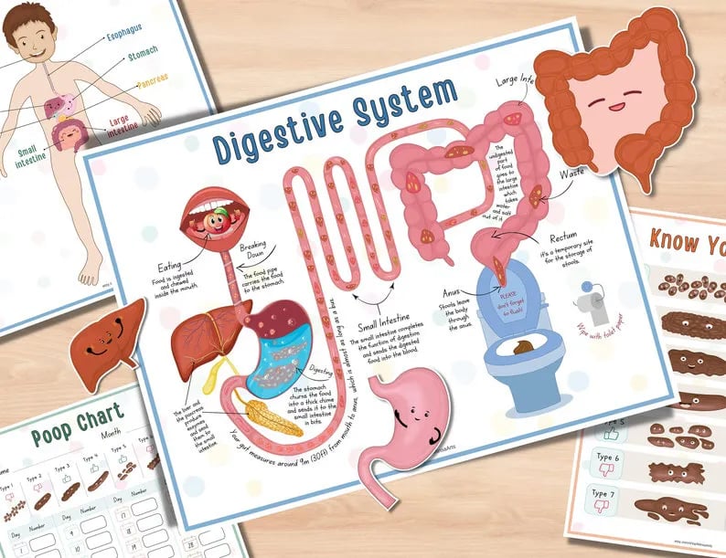 Menschliche Anatomie Fleißiges Buch🔥KAUFEN SIE 2 GRATIS VERSAND