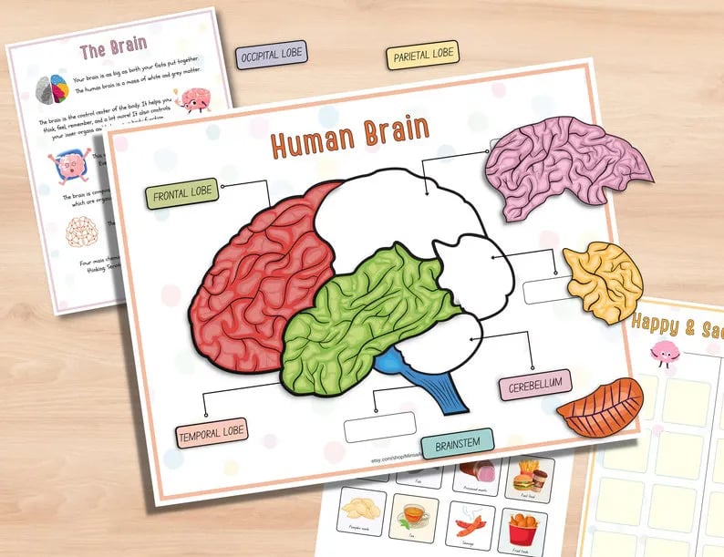 Menschliche Anatomie Fleißiges Buch🔥KAUFEN SIE 2 GRATIS VERSAND