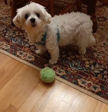 Anti-Angst Automatischer Bewegungsball für Hunde und Katzenspielzeuge