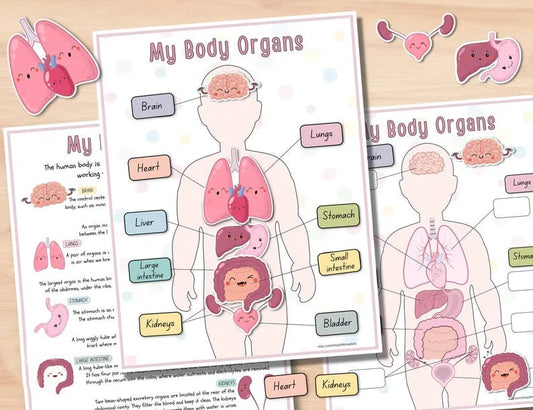 Menschliche Anatomie Fleißiges Buch🔥KAUFEN SIE 2 GRATIS VERSAND